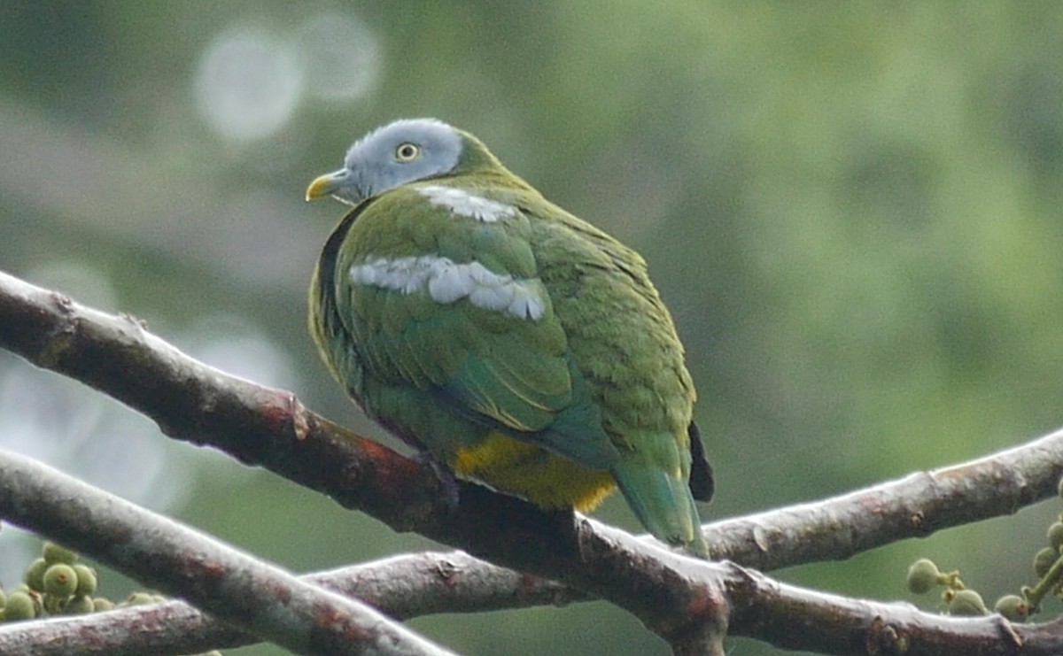 Gray-headed Fruit-Dove - Josep del Hoyo