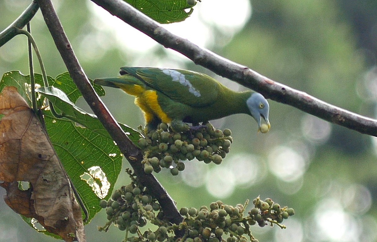 Gray-headed Fruit-Dove - Josep del Hoyo