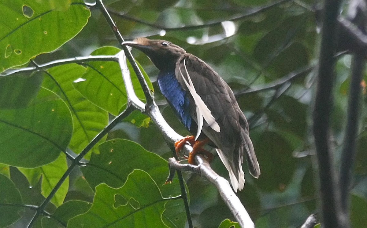 Standardwing Bird-of-Paradise - ML205038051