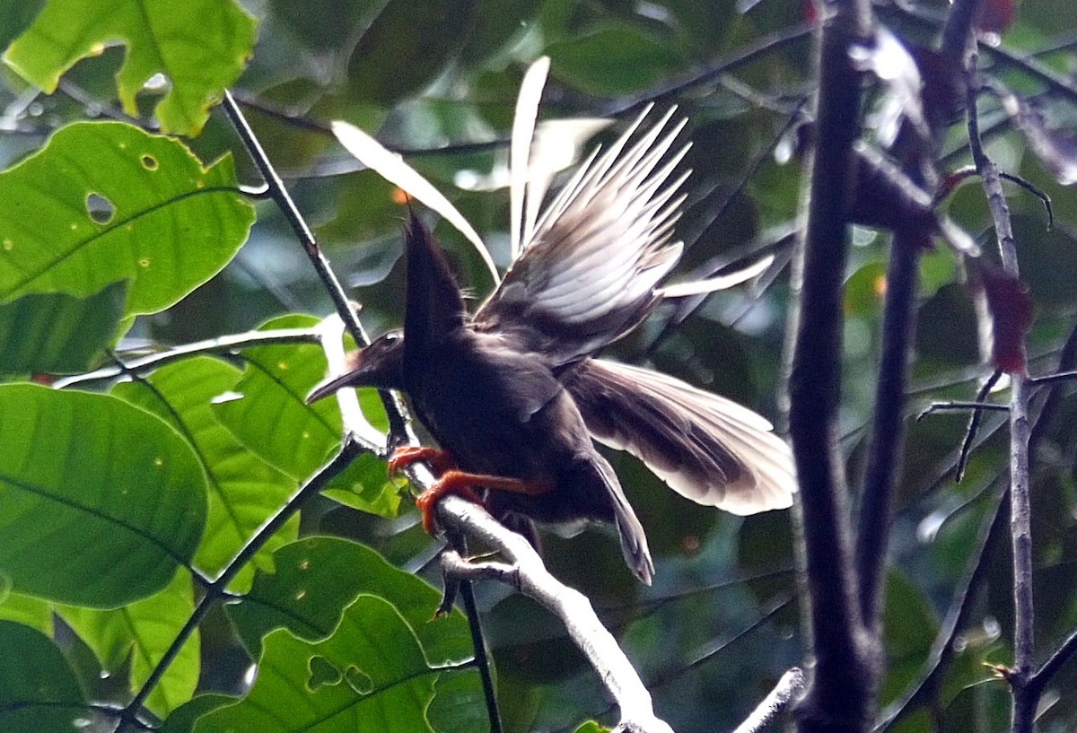 Standardwing Bird-of-Paradise - ML205038061