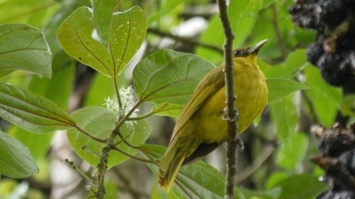 Halmahera Golden-Bulbul - ML205038081