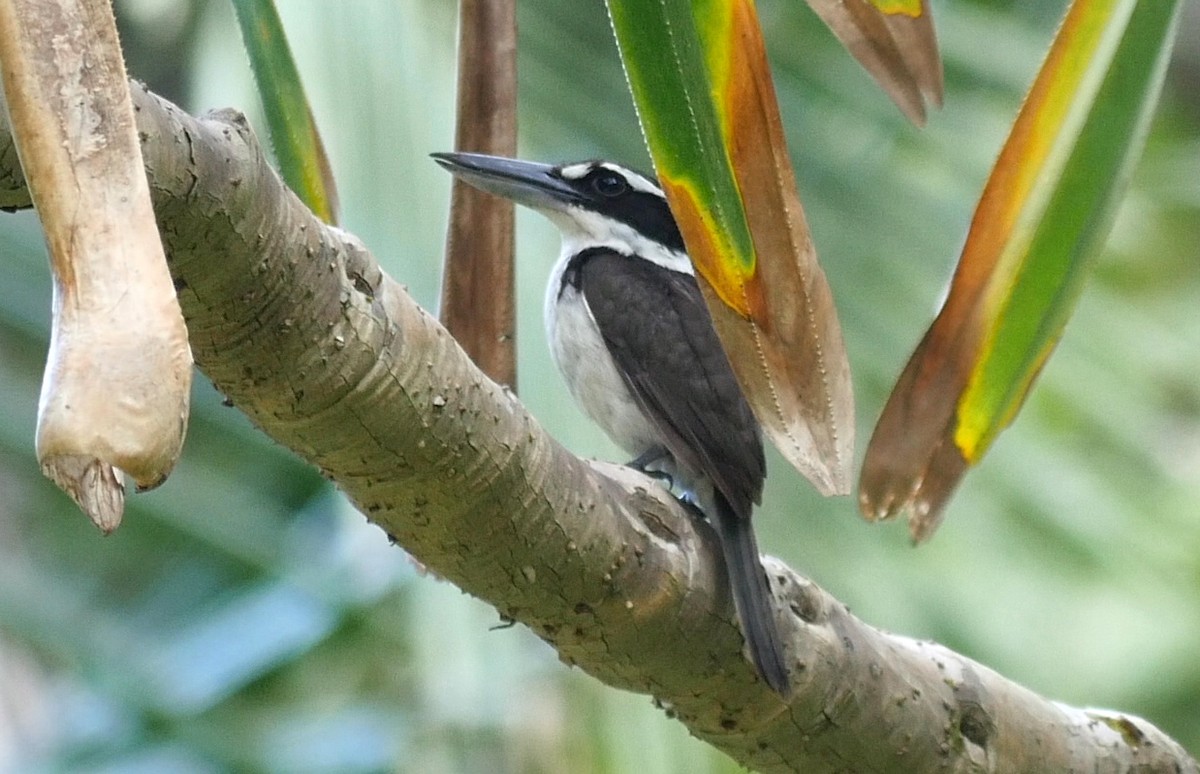 Sombre Kingfisher - ML205038151