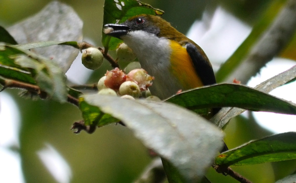 Yellow-sided Flowerpecker - ML205038271