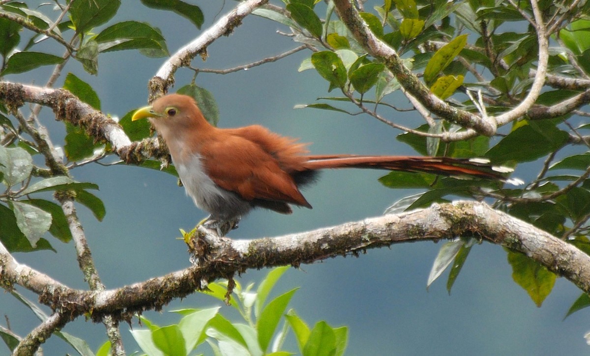 Squirrel Cuckoo (nigricrissa) - ML205038321