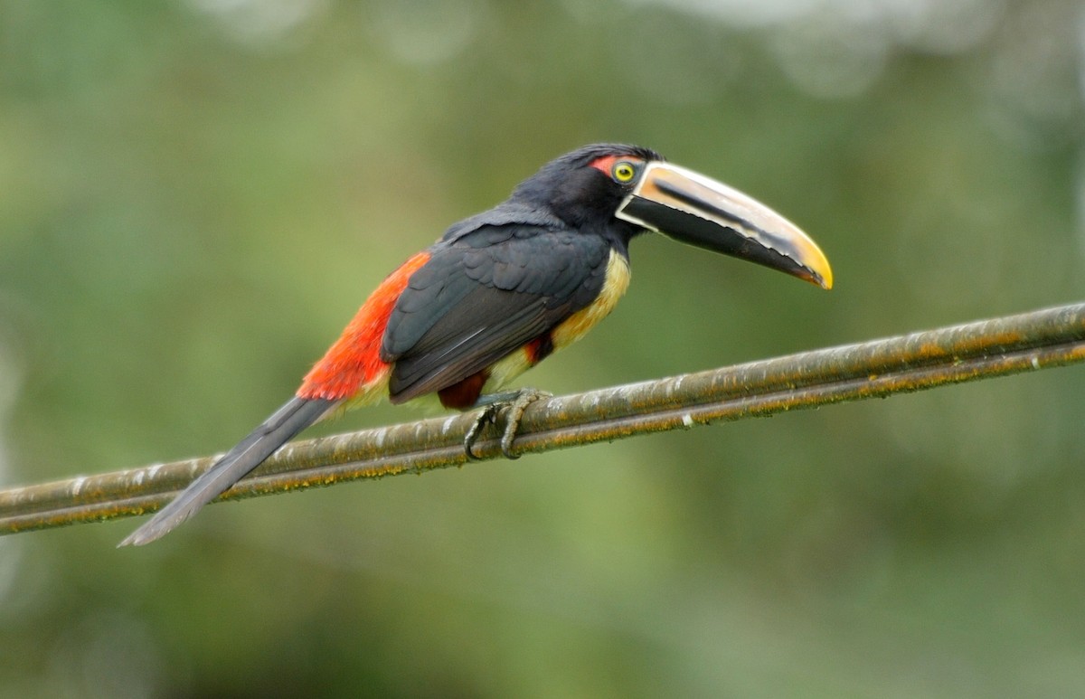 Collared Aracari (Stripe-billed) - ML205038341