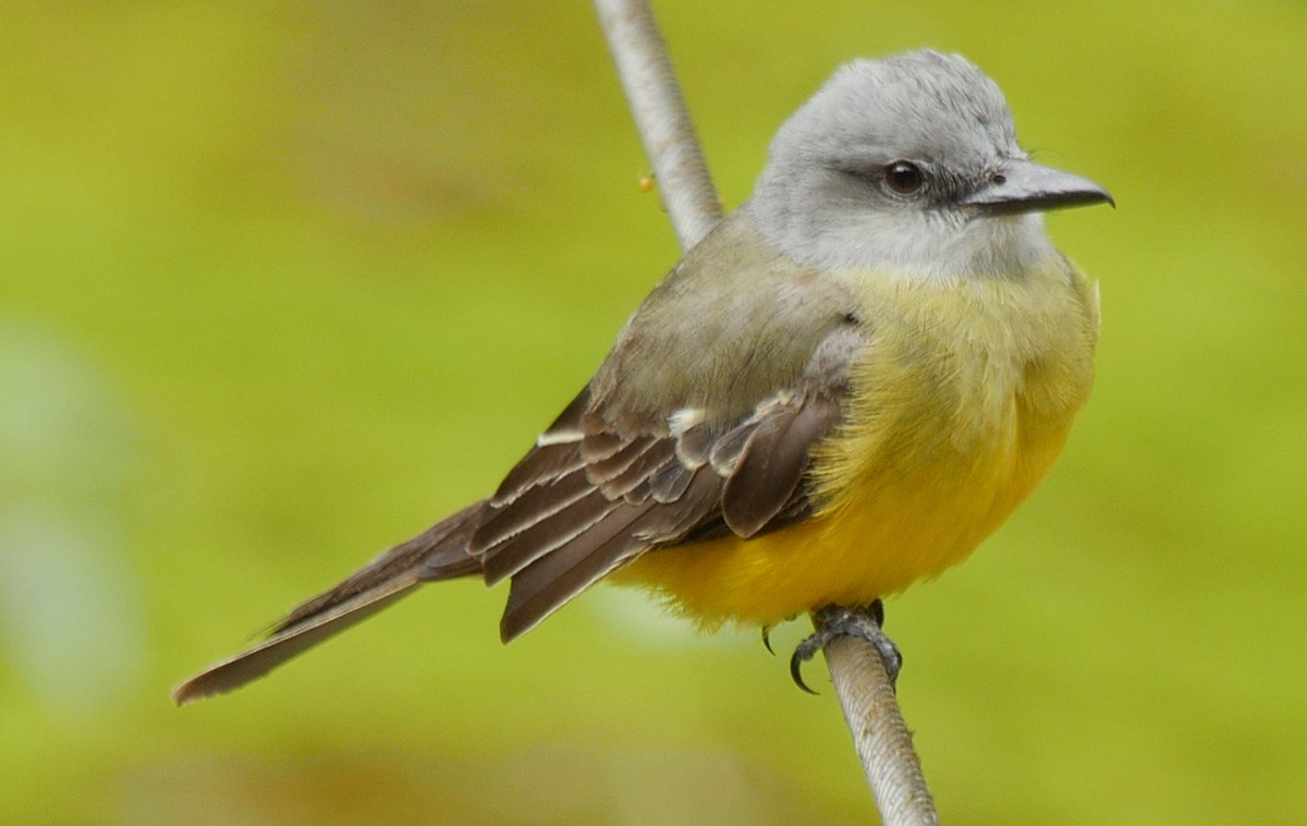 Tropical Kingbird - ML205038501