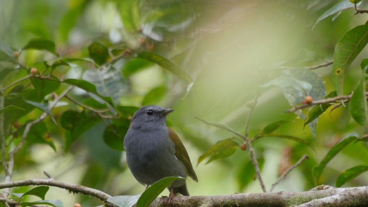 Andean Solitaire (plumbeiceps) - ML205038621