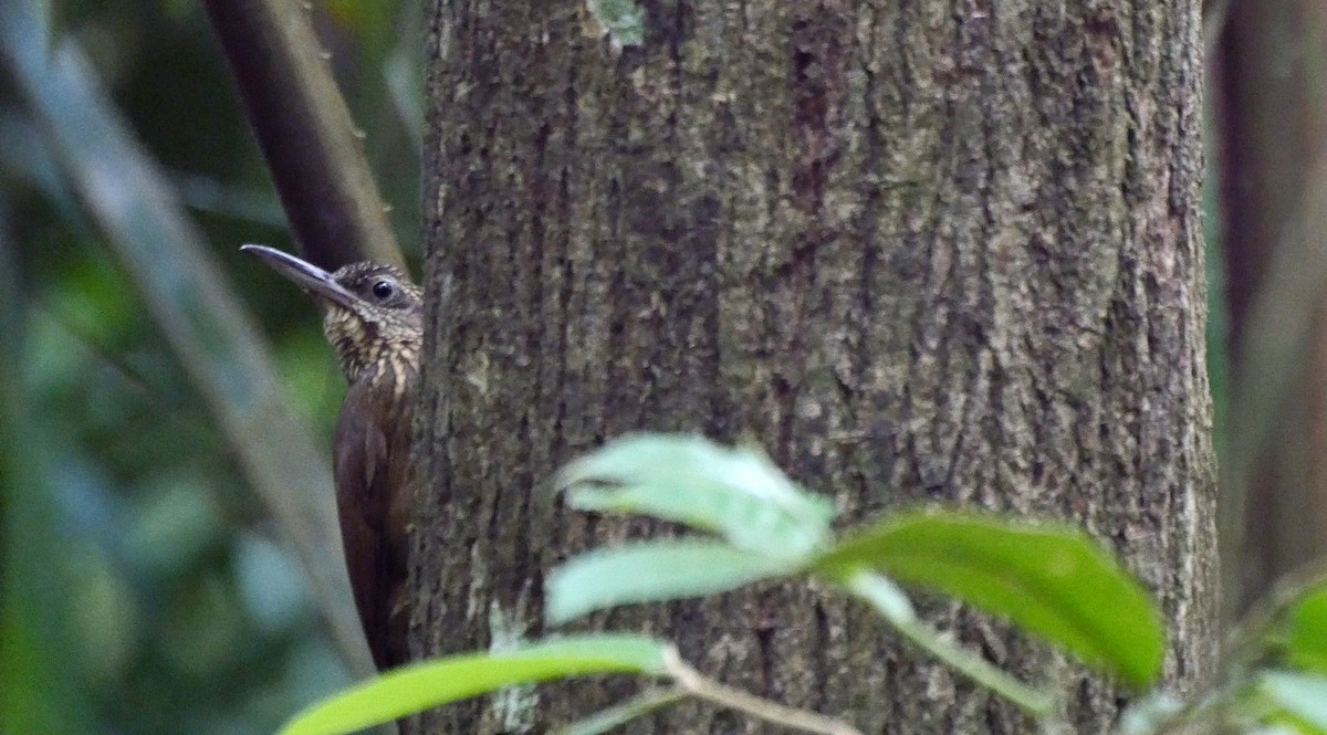 Cocoa Woodcreeper (Lawrence's) - ML205038771