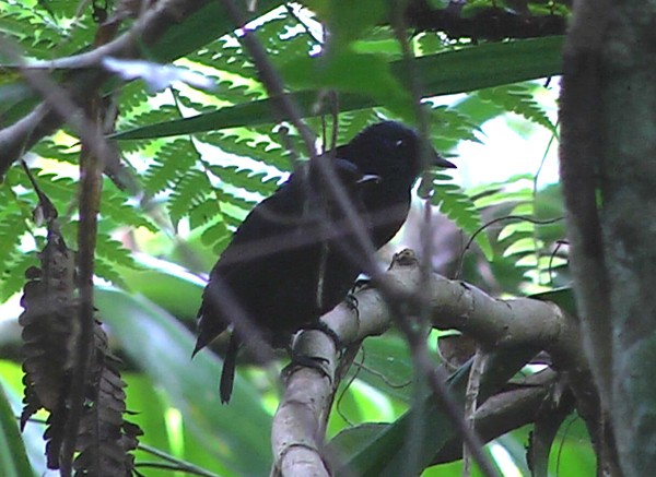 Taveuni Silktail - Josep del Hoyo