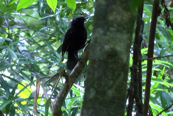 Taveuni Silktail - Josep del Hoyo