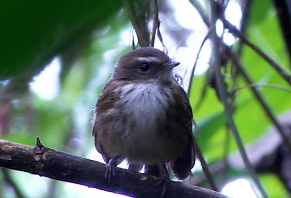 Fiji Streaked Fantail (Taveuni) - ML205039231