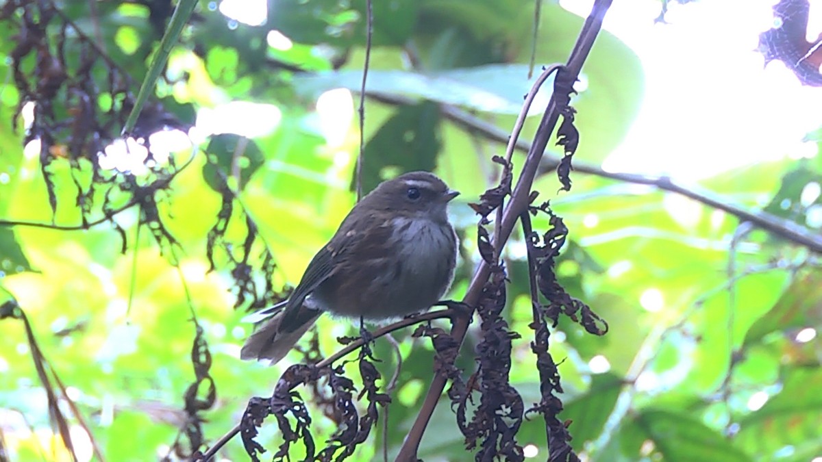 Fiji Streaked Fantail (Taveuni) - ML205039241