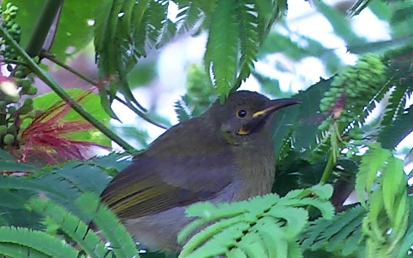 Western Wattled-Honeyeater - ML205039261