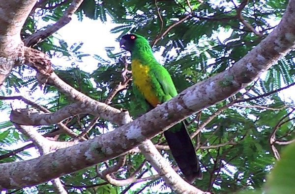 Masked Shining-Parrot - ML205039331