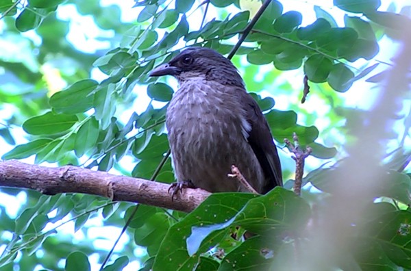 Polynesian Starling (Polynesian) - ML205039411
