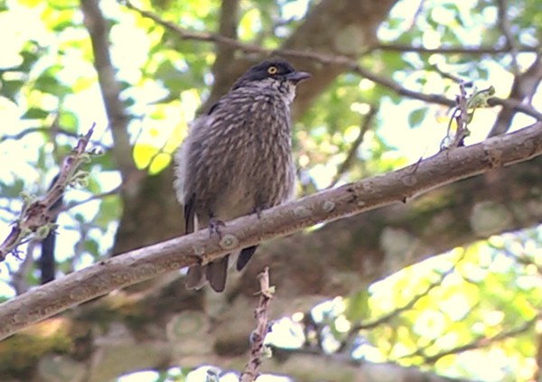 Polynesian Starling (Polynesian) - ML205039471