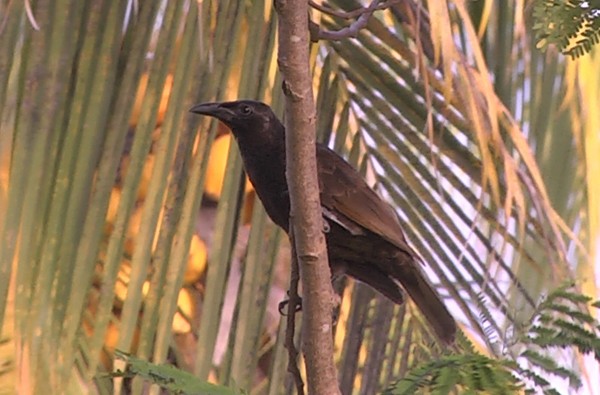 Samoan Starling - ML205039491