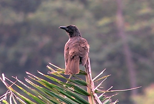 Samoan Starling - ML205039521