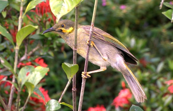 Eastern Wattled-Honeyeater - ML205039531