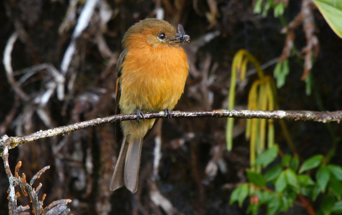 Cinnamon Flycatcher (Andean) - ML205040181