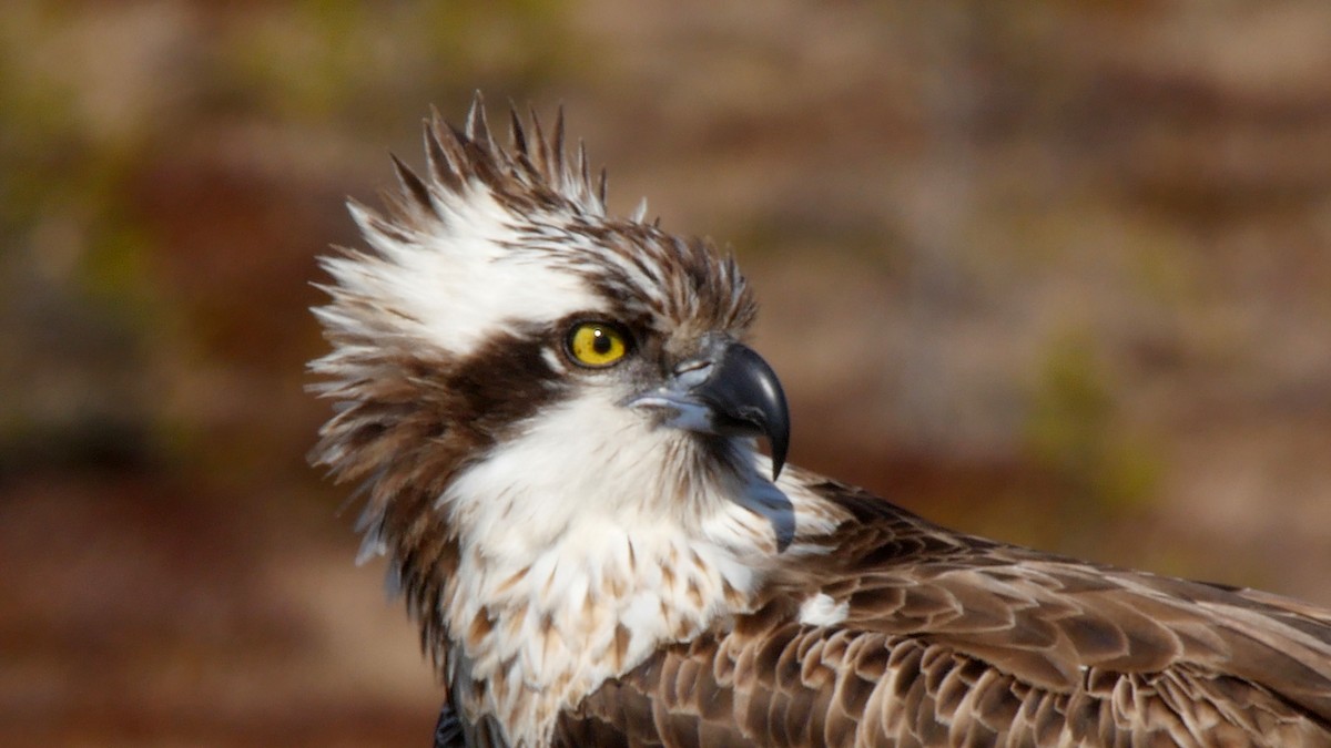 Águila Pescadora (haliaetus) - ML205040231