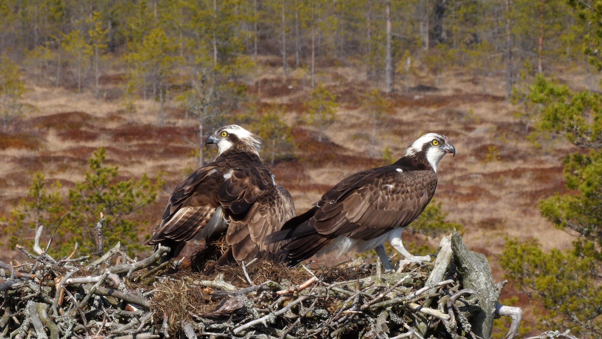 Águila Pescadora (haliaetus) - ML205040241