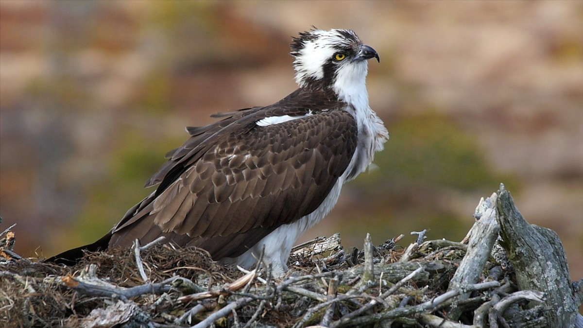 Balbuzard pêcheur (haliaetus) - ML205040251