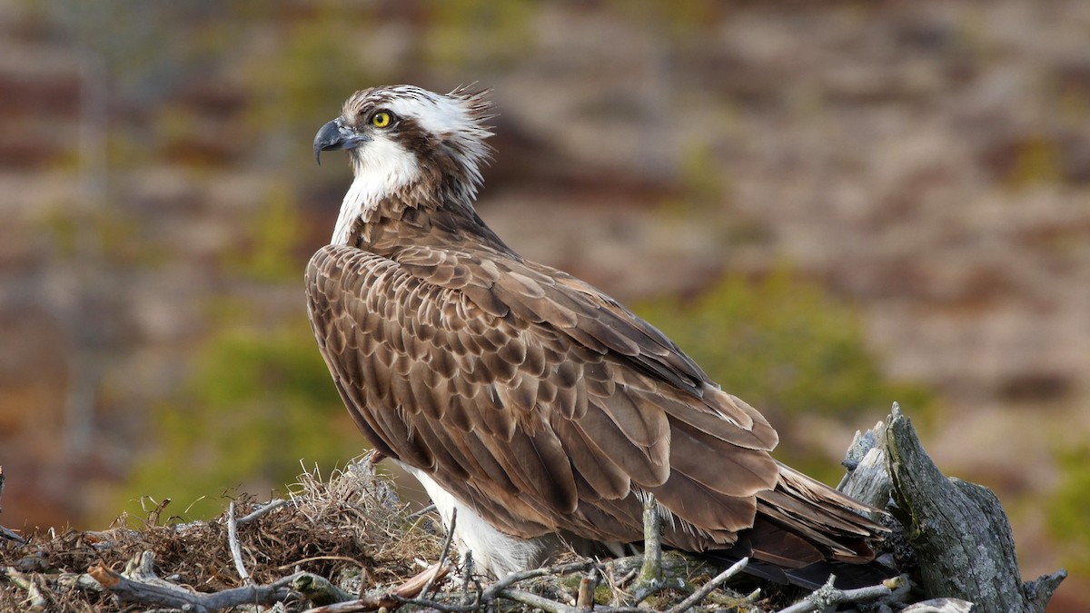 Águila Pescadora (haliaetus) - ML205040281