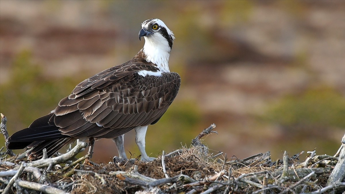 Águila Pescadora (haliaetus) - ML205040301