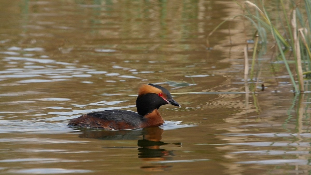 Horned Grebe - ML205040341