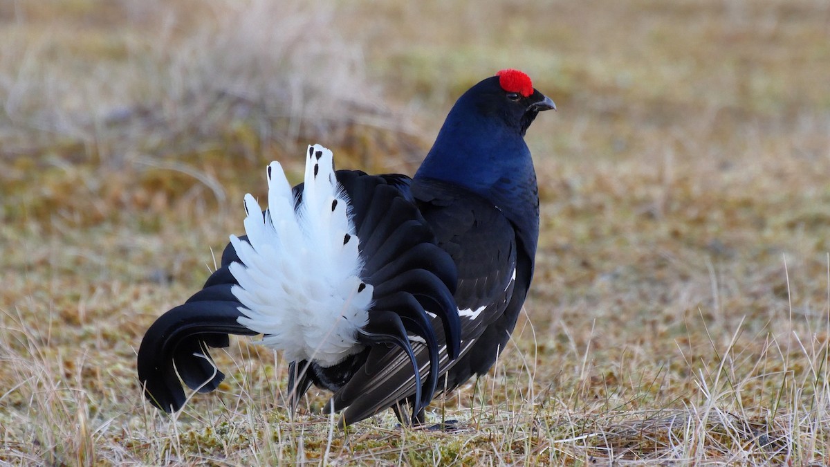 Black Grouse - ML205040351