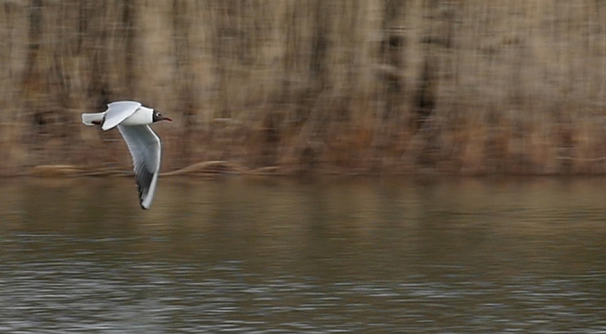 Black-headed Gull - ML205040421