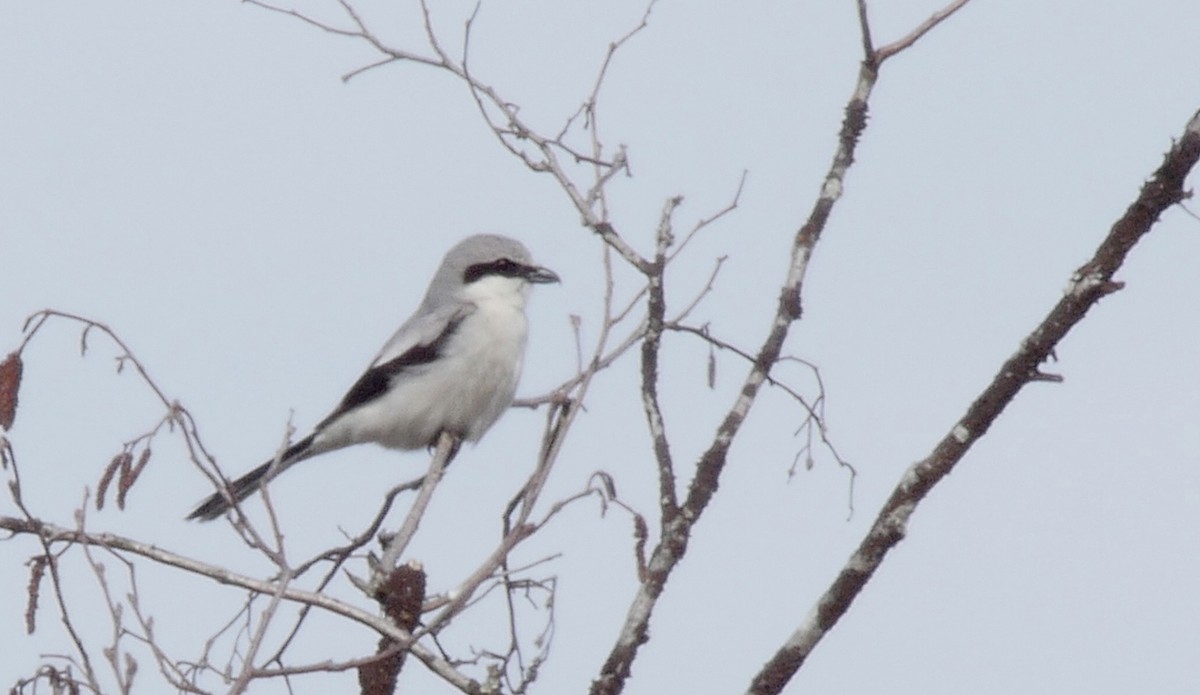 Great Gray Shrike (Great Gray) - ML205040431