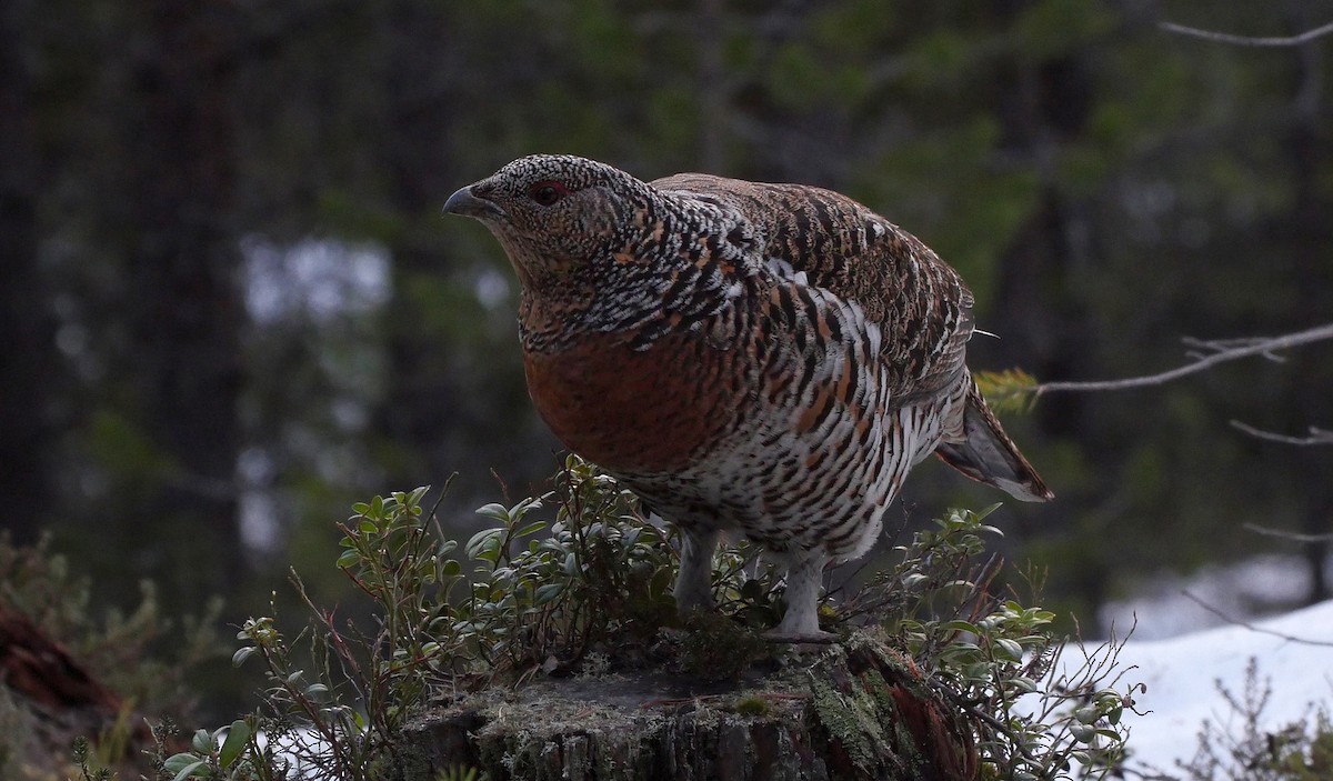 Western Capercaillie - ML205040441