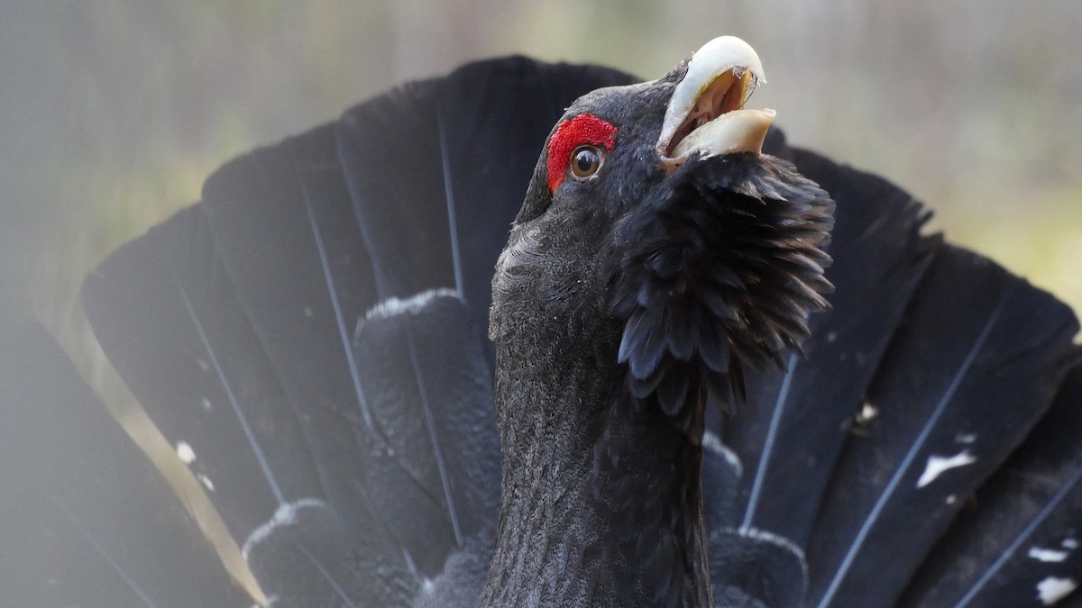 Western Capercaillie - ML205040451