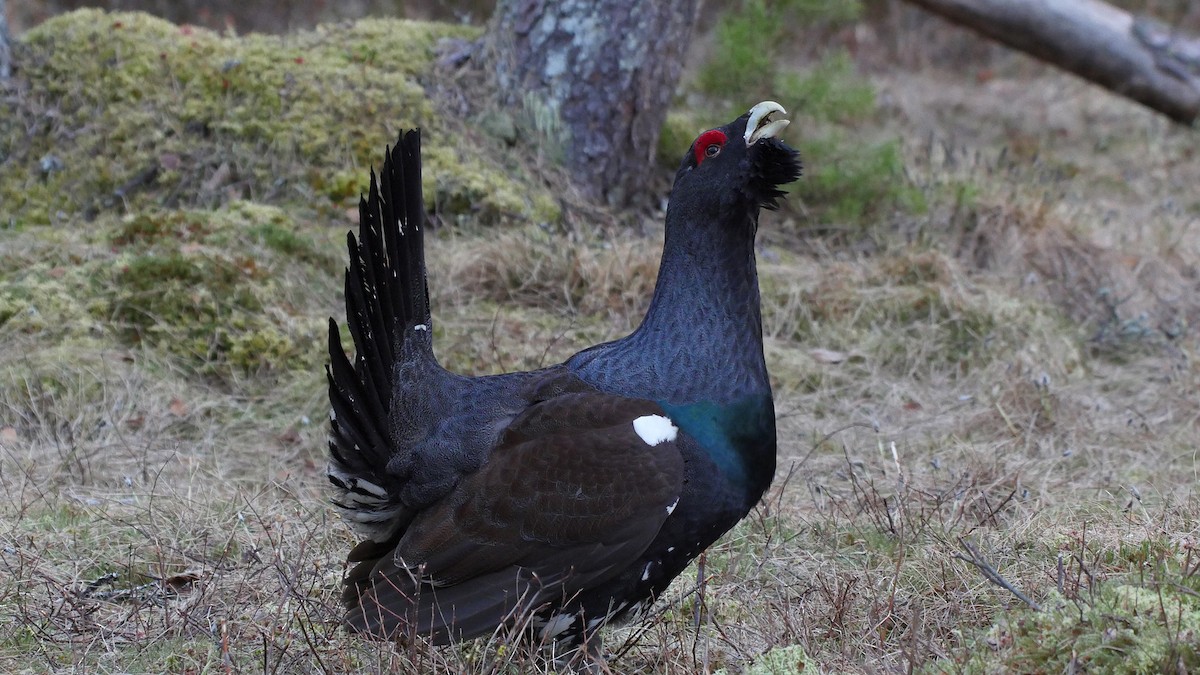 Western Capercaillie - Josep del Hoyo