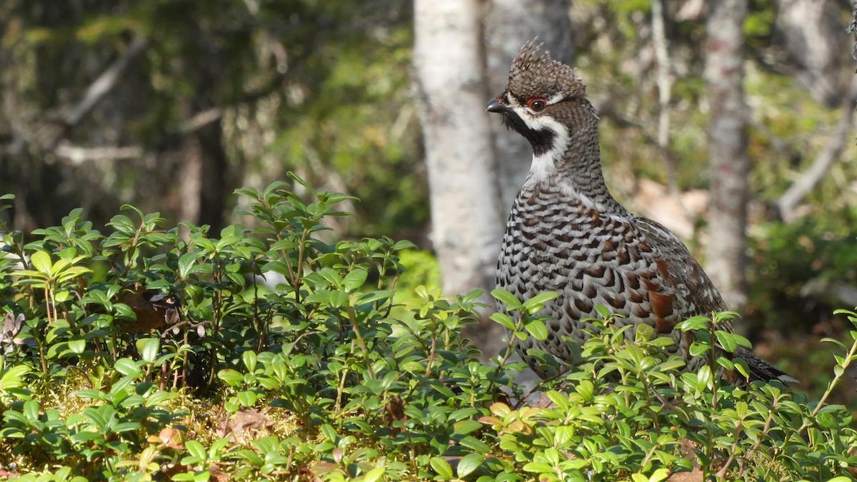 Hazel Grouse - ML205040541