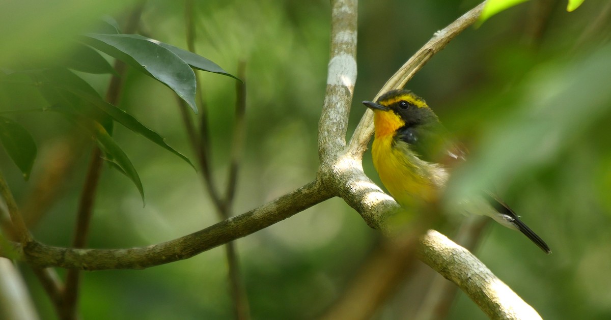 Papamoscas de las Ryukyu - ML205040611