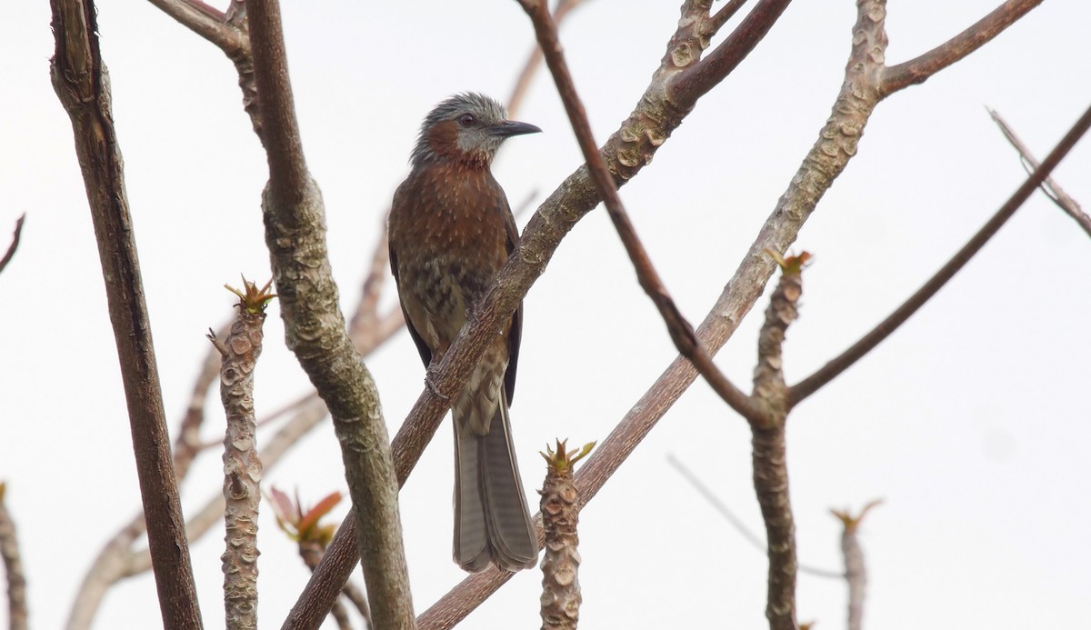 Brown-eared Bulbul - ML205040621