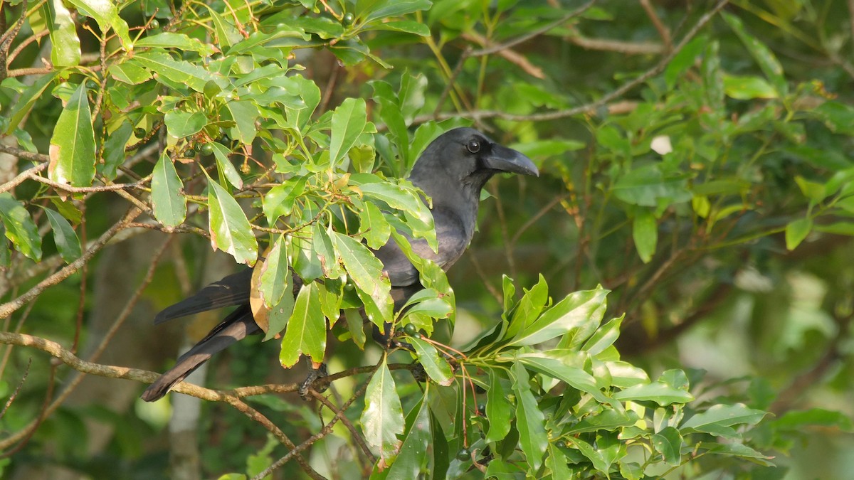 Corbeau à gros bec (groupe macrorhynchos) - ML205040651