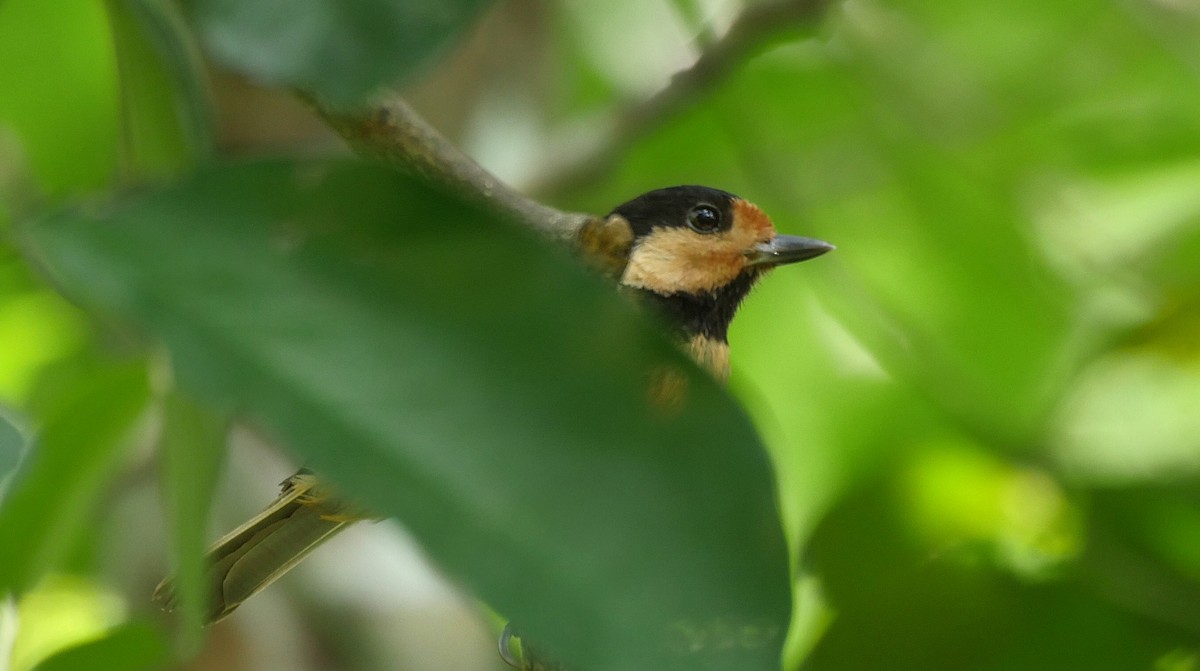 Mésange d'Iriomote - ML205040701