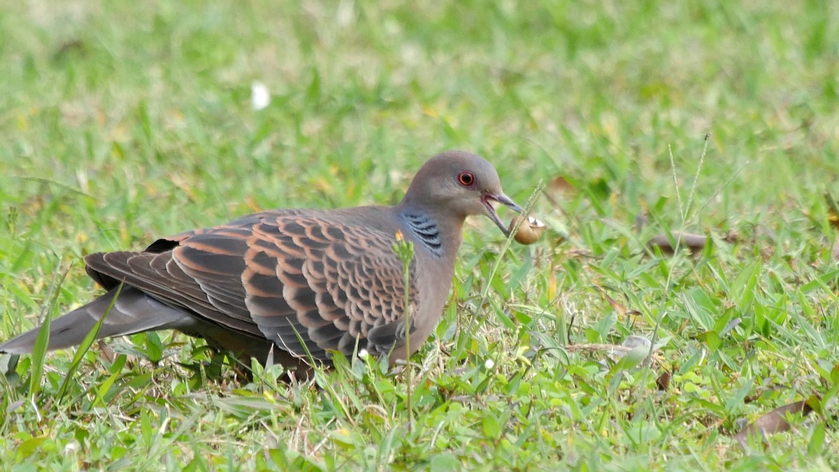 Oriental Turtle-Dove - ML205040751