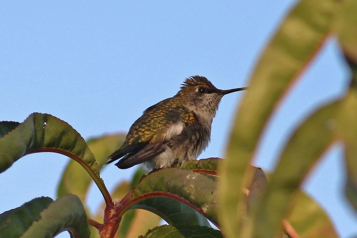 Ruby-throated Hummingbird - Richard Chirumbole