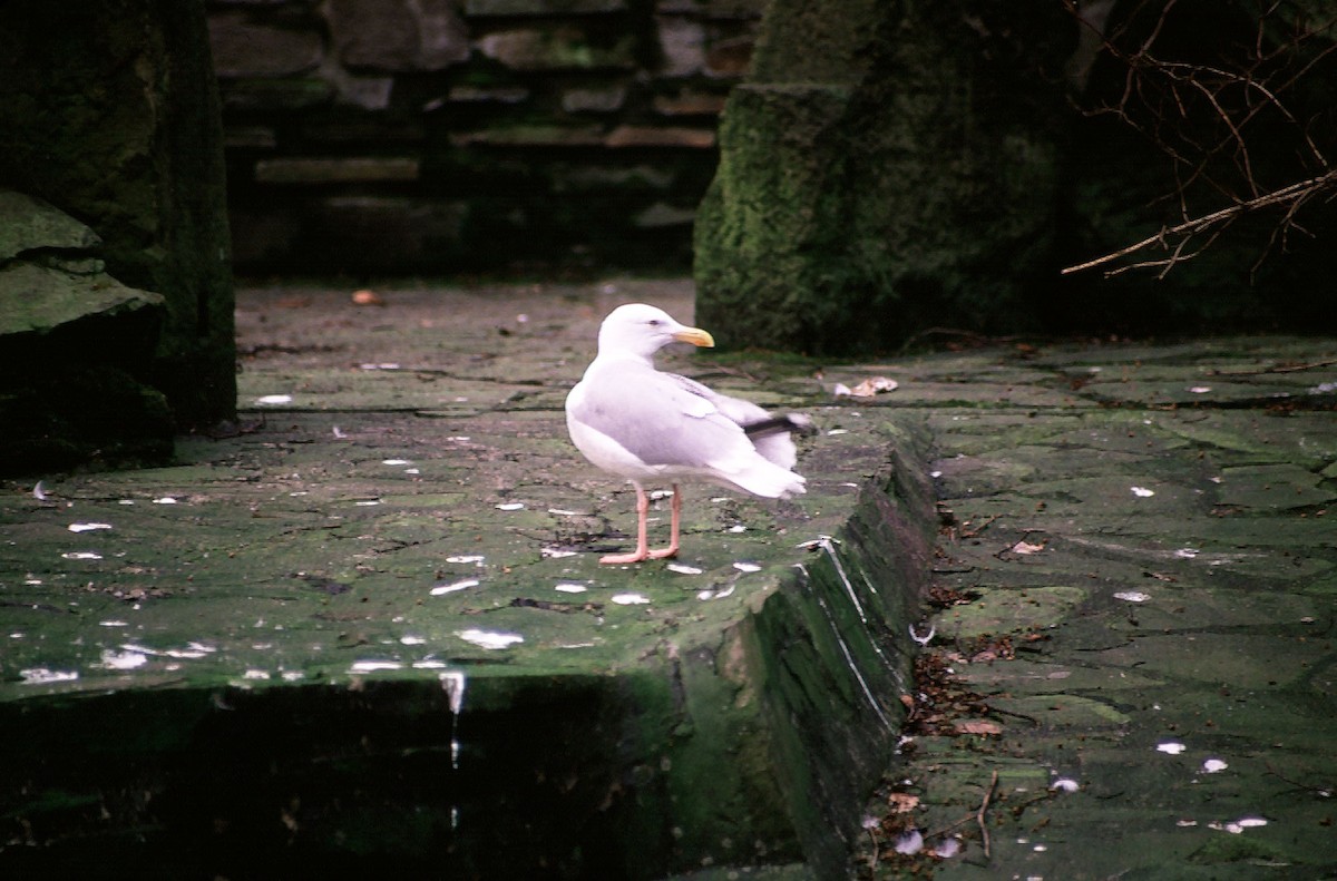 Herring Gull (European) - ML205041041