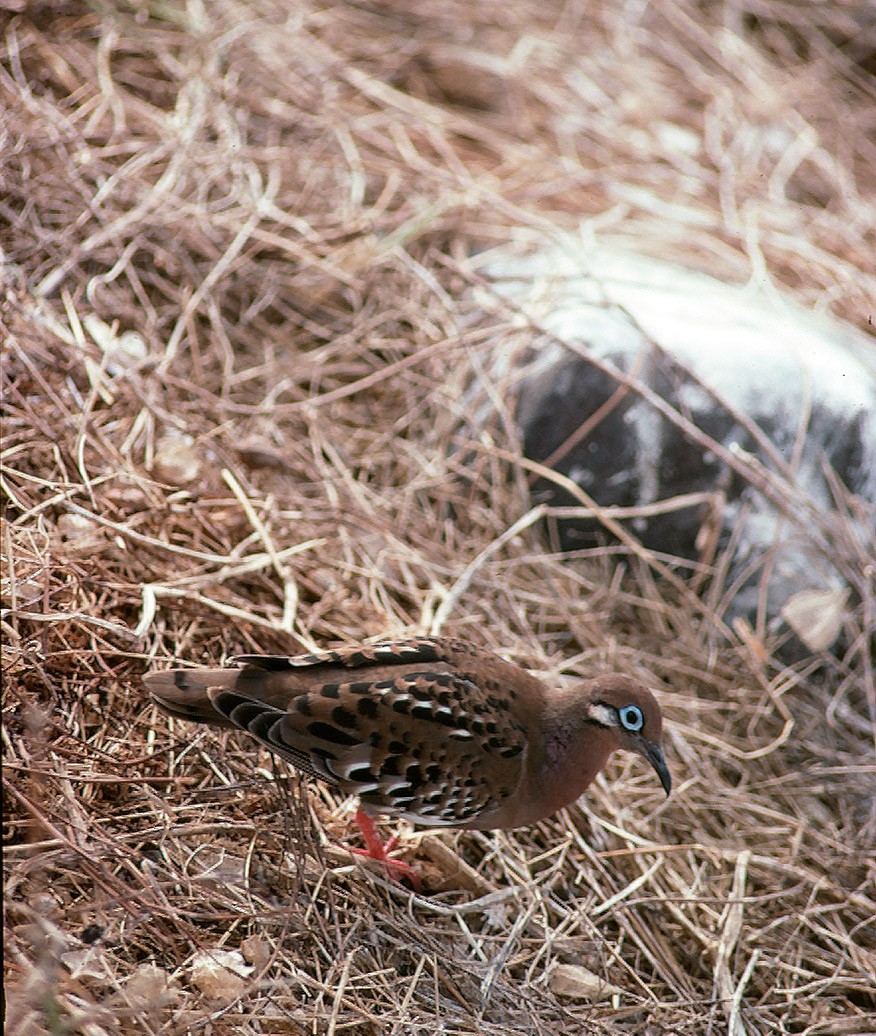 Galapagos Dove - ML205041181