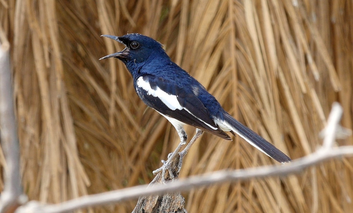 Oriental Magpie-Robin - ML205041711