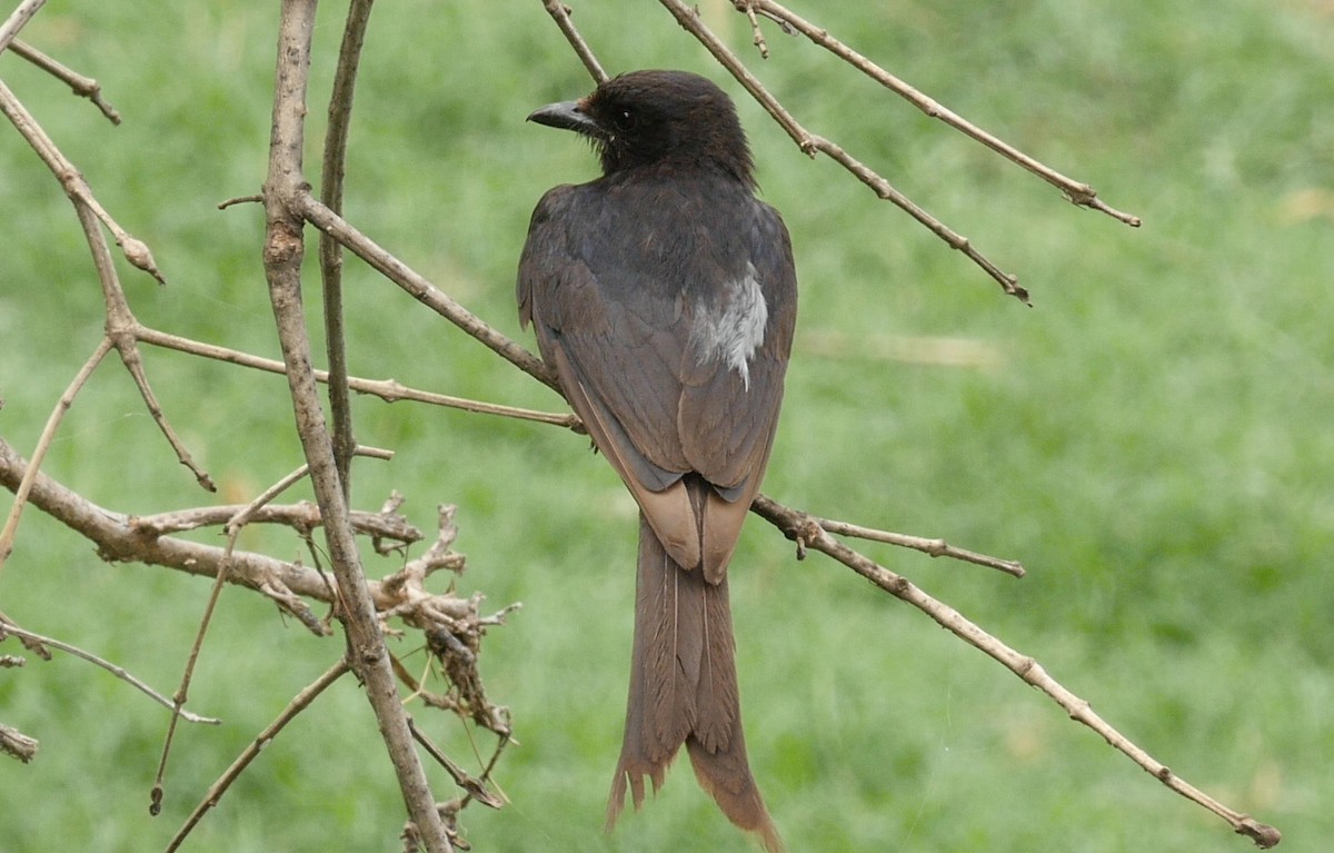 Black Drongo - ML205041751