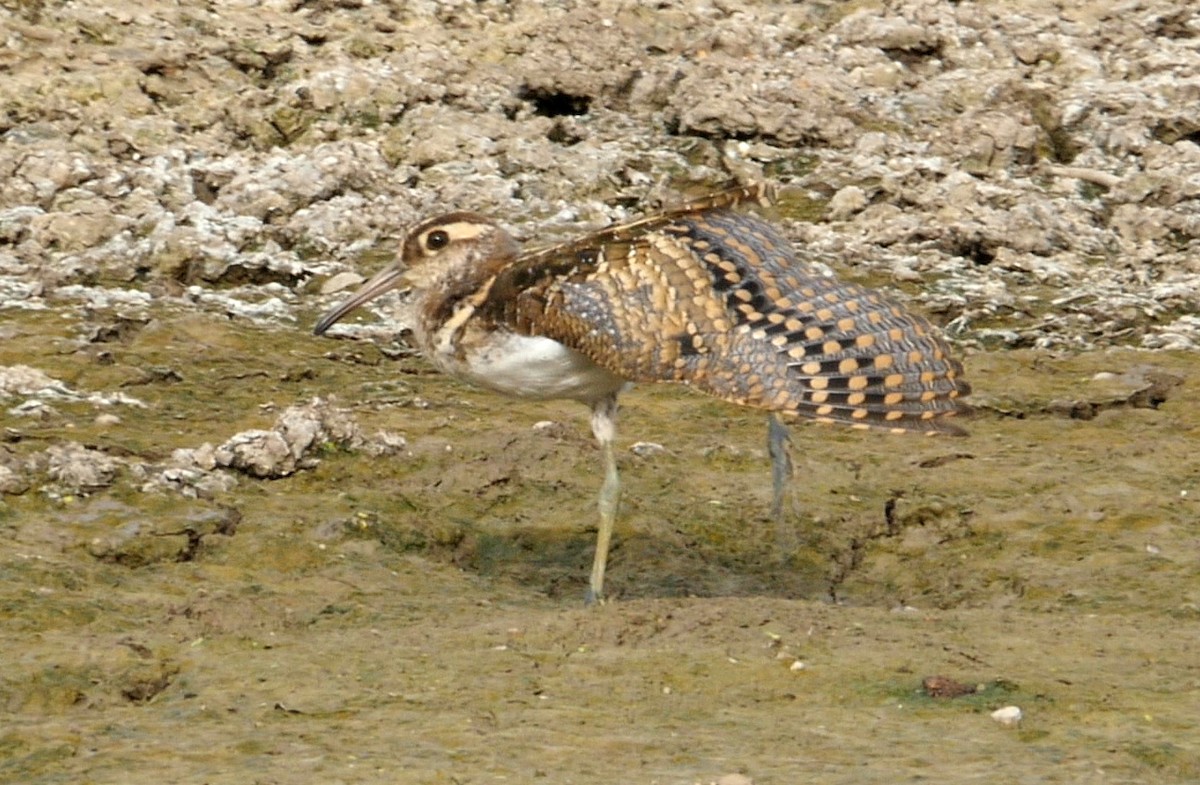 Aguatero Bengalí - ML205041871