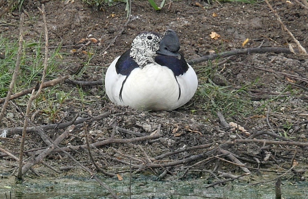 Knob-billed Duck - ML205041911