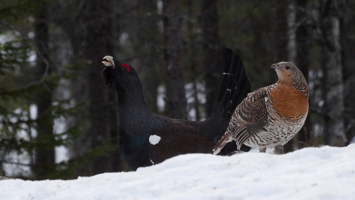 Western Capercaillie - ML205041971